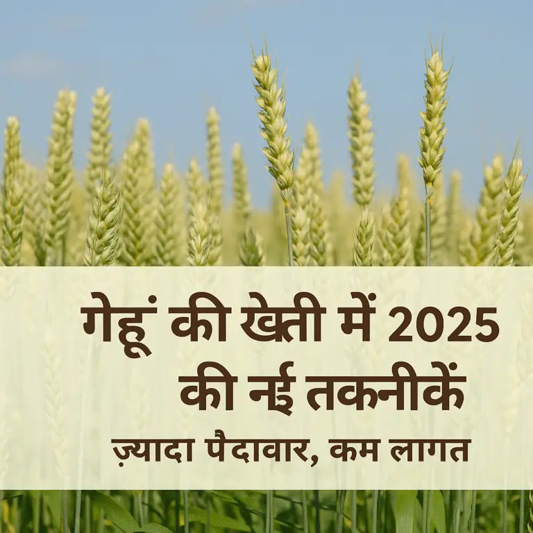 2025 में गेहूं की खेती करते किसान, नई तकनीकों और स्मार्ट फार्मिंग के साथ