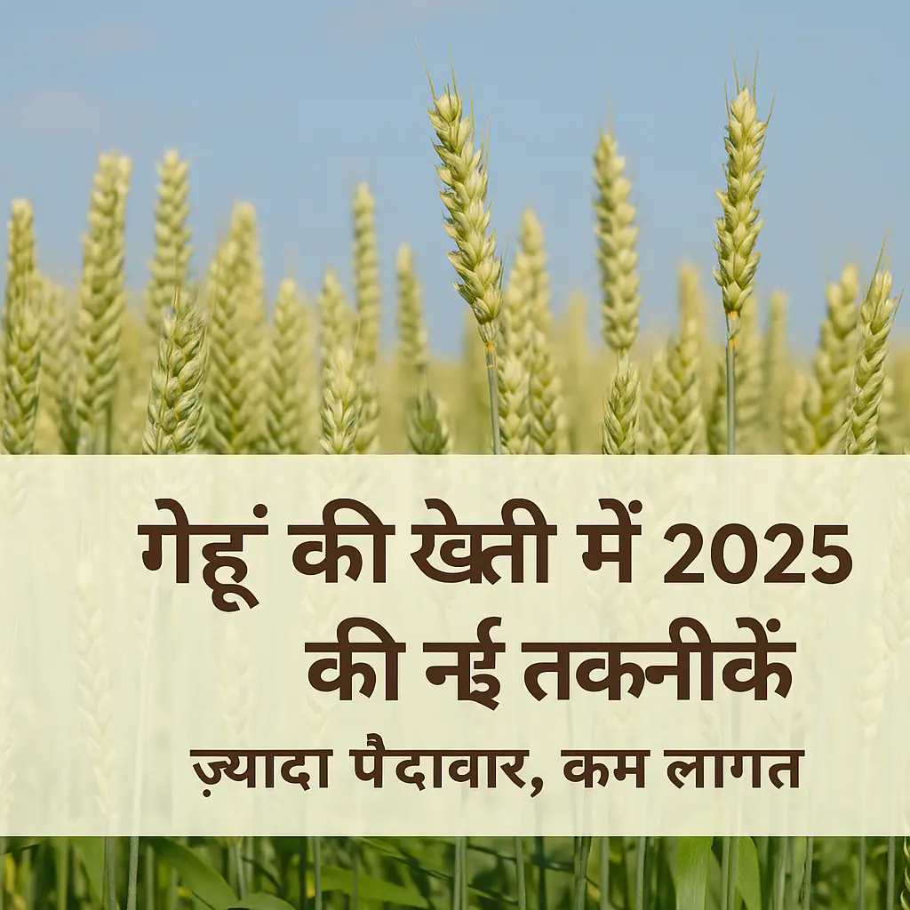 2025 में गेहूं की खेती करते किसान, नई तकनीकों और स्मार्ट फार्मिंग के साथ