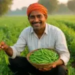 A smiling Indian farmer in a turban holding a basket full of fresh green peas in a lush pea field during early morning.